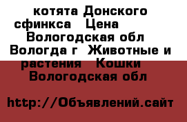 котята Донского сфинкса › Цена ­ 4 000 - Вологодская обл., Вологда г. Животные и растения » Кошки   . Вологодская обл.
